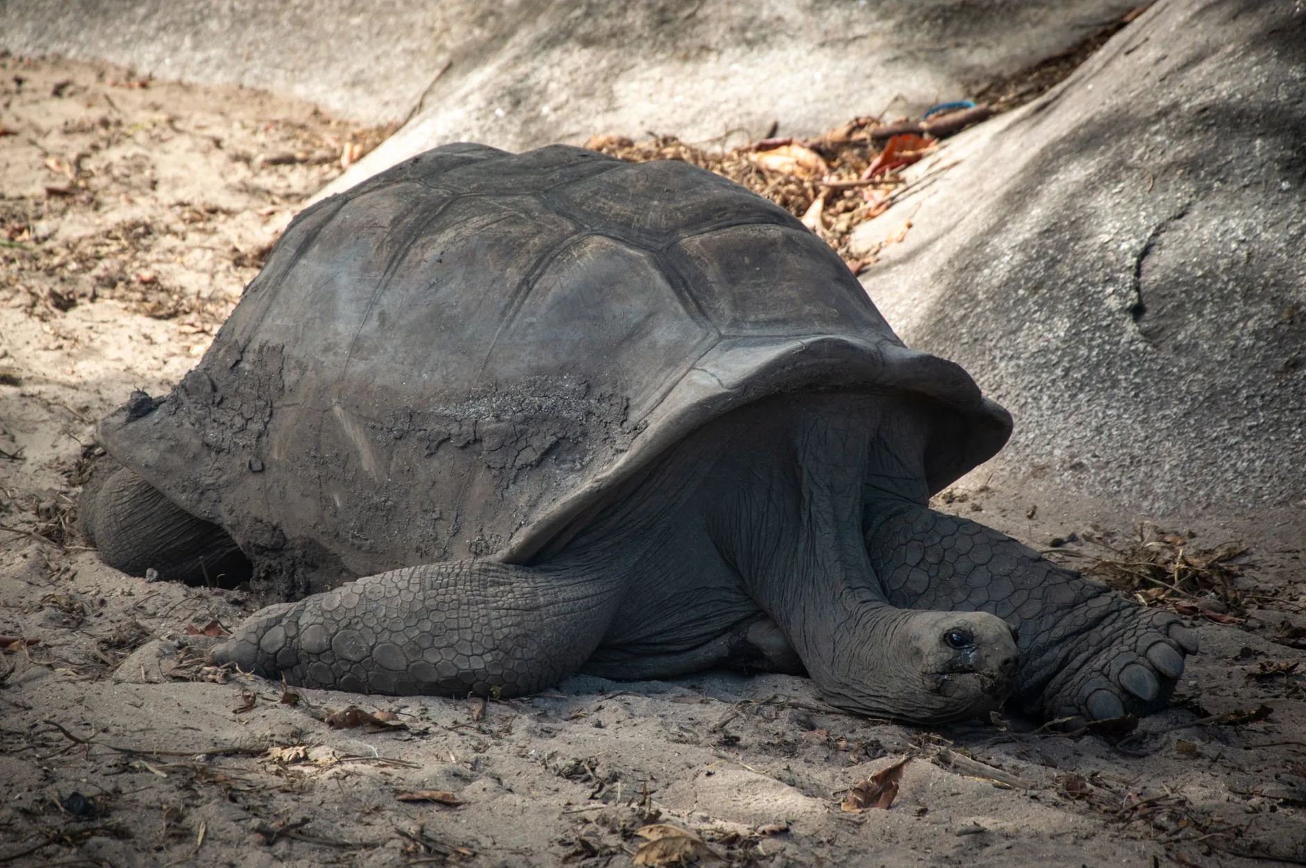 Aldabra : le sanctuaire du bout du monde
