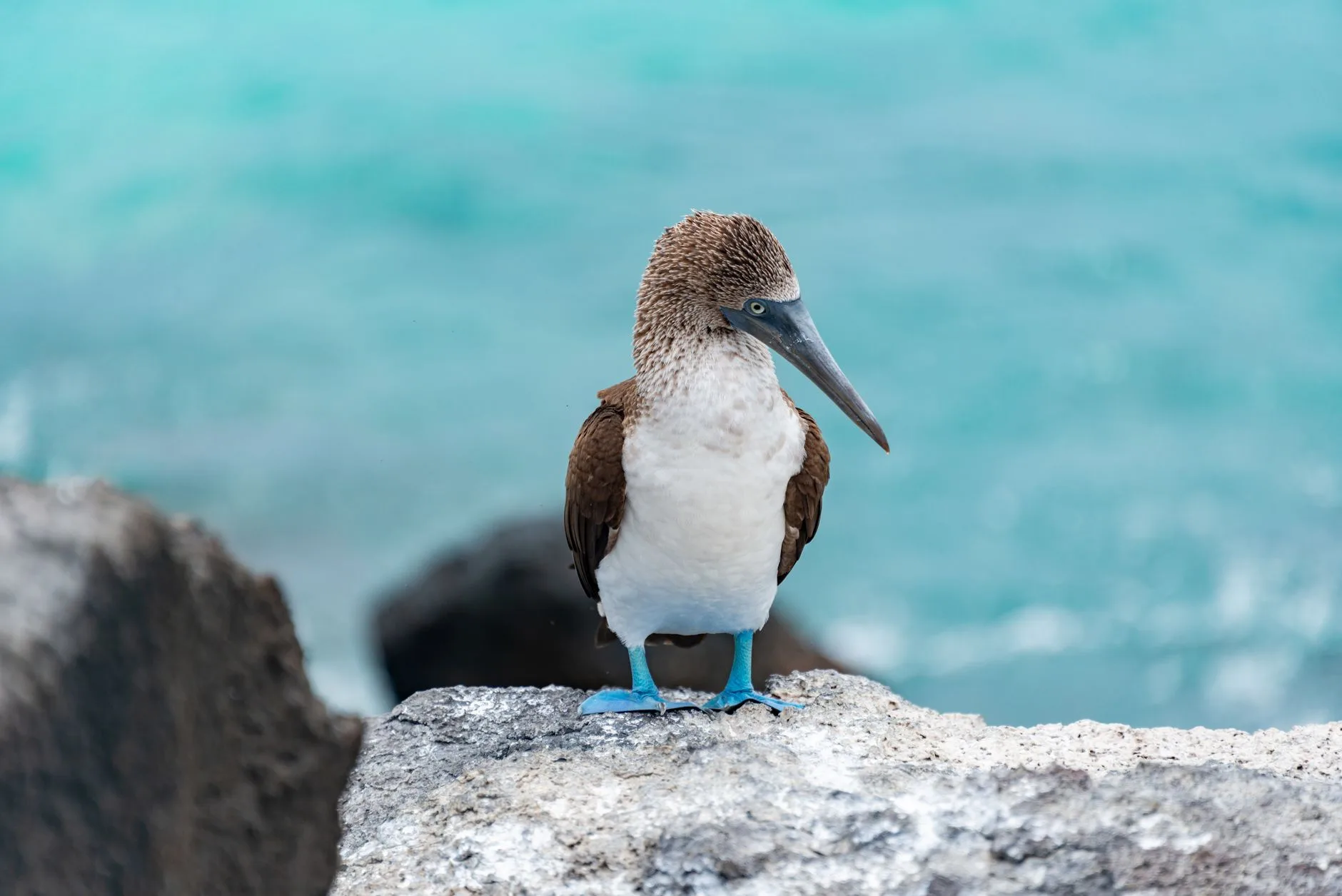 Bird Island : l'île aux millions d'oiseaux
