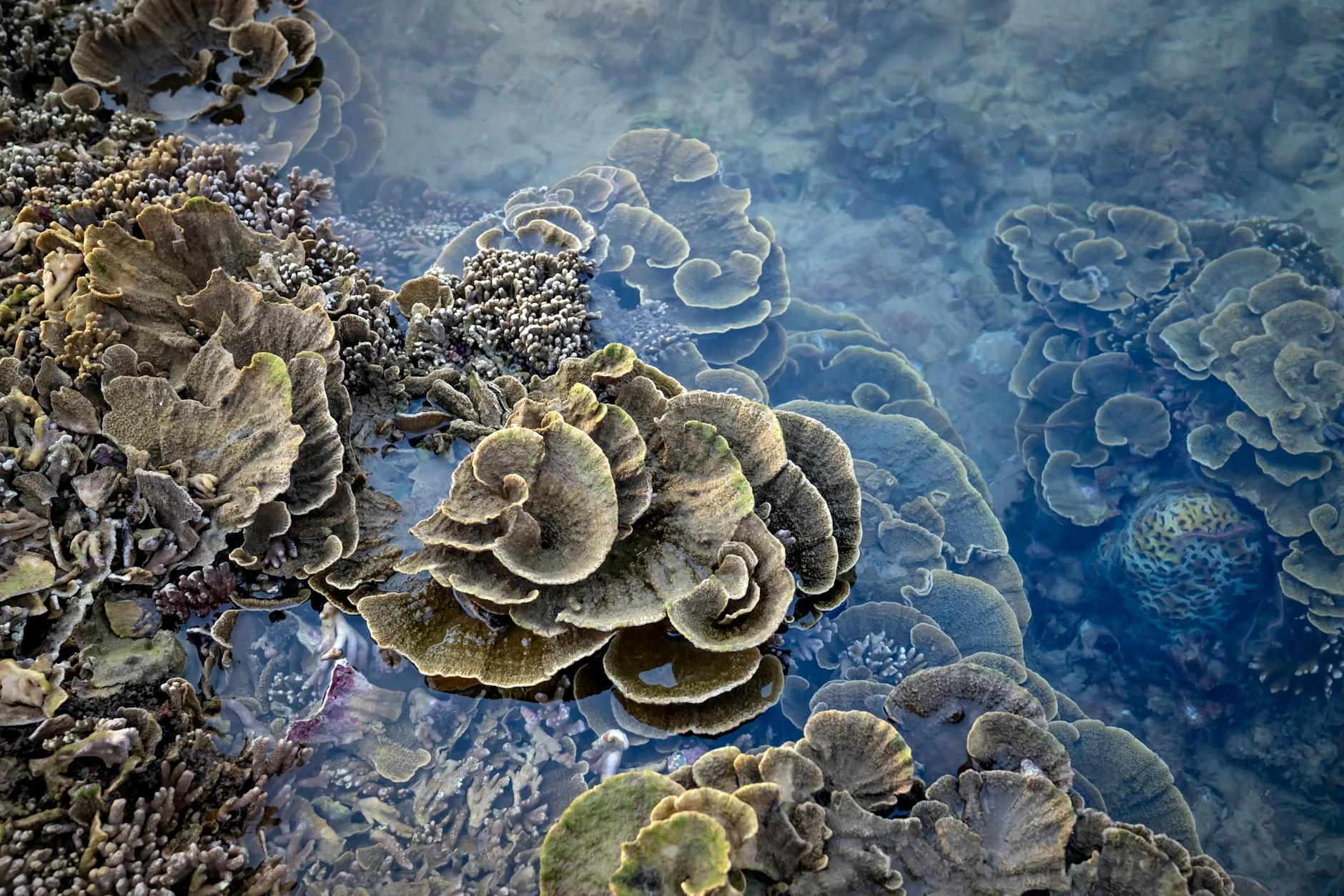 La faune marine