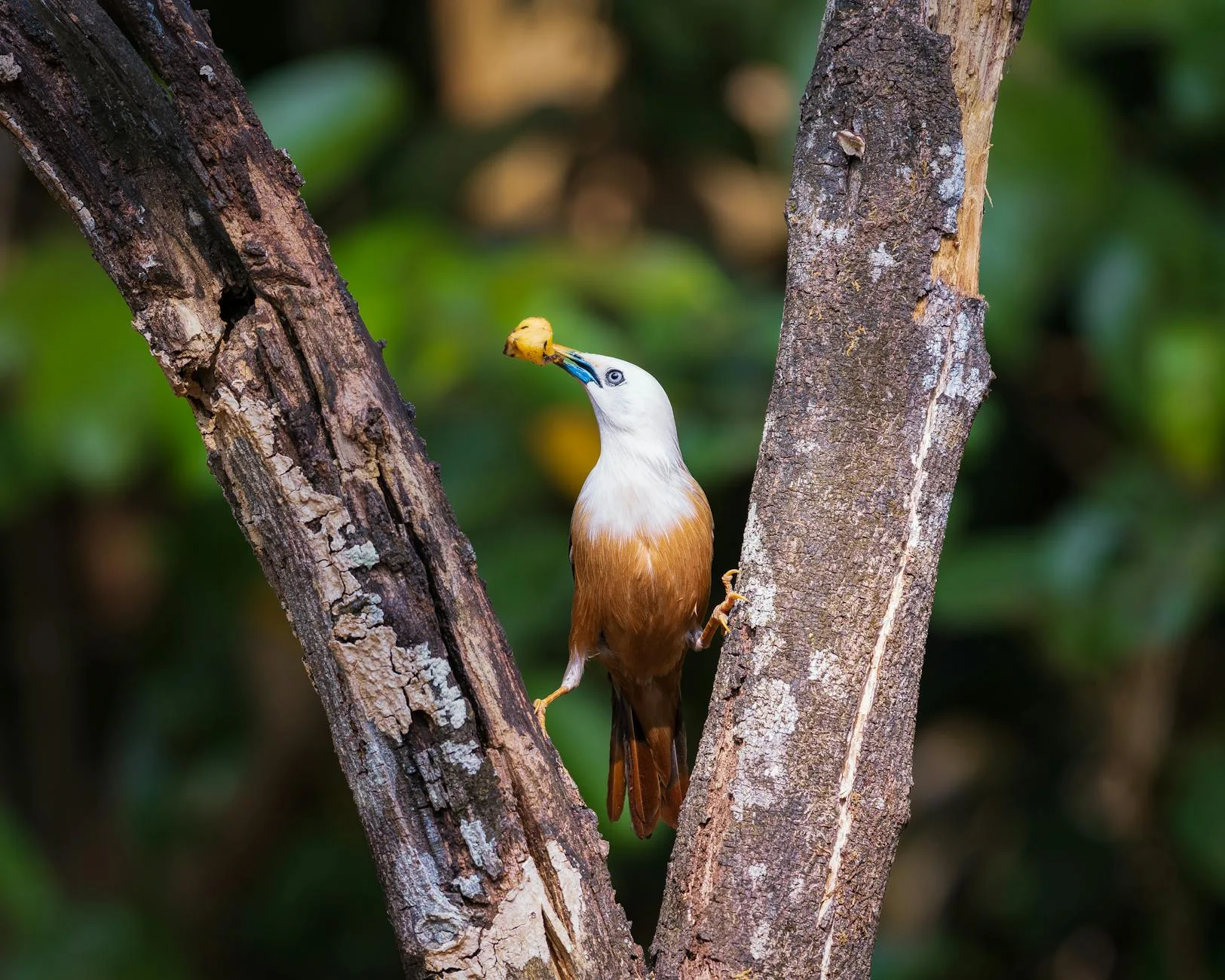 Les oiseaux : un paradis pour les ornithologues