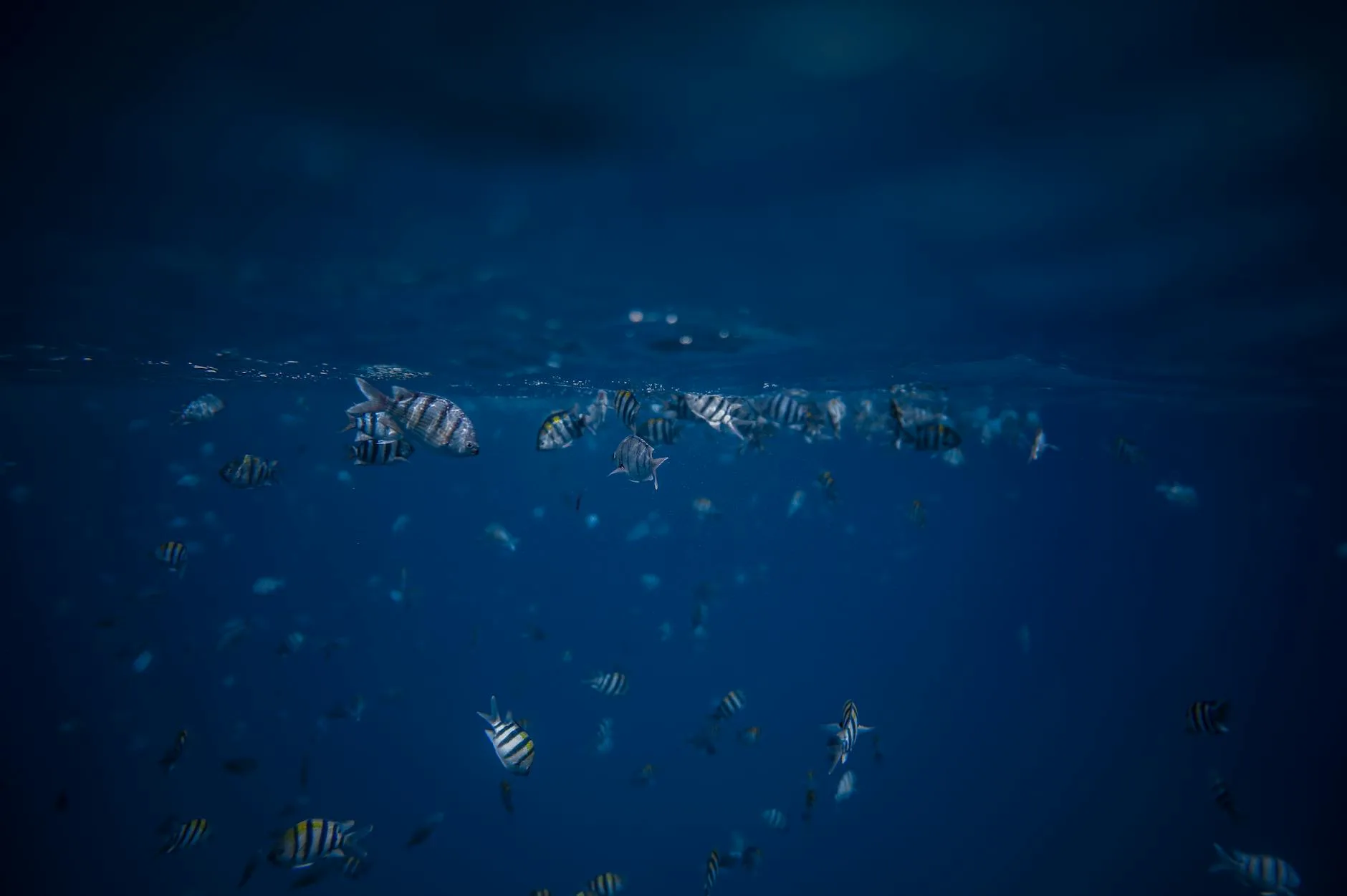 La faune marine des Seychelles