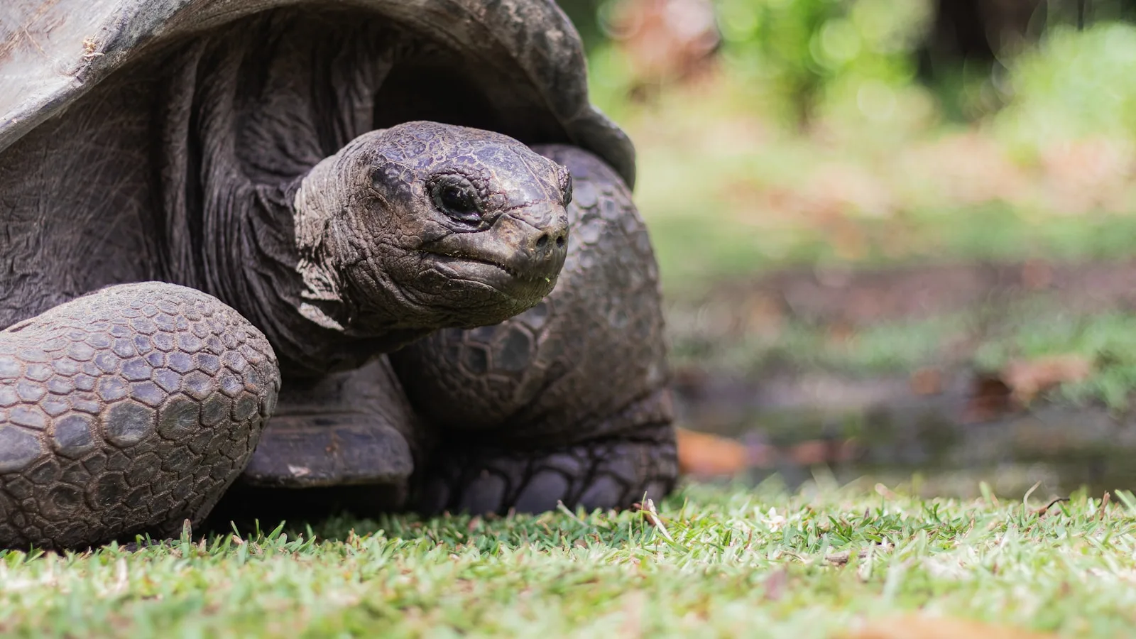 Jour 7 : Curieuse, les tortues géantes en liberté