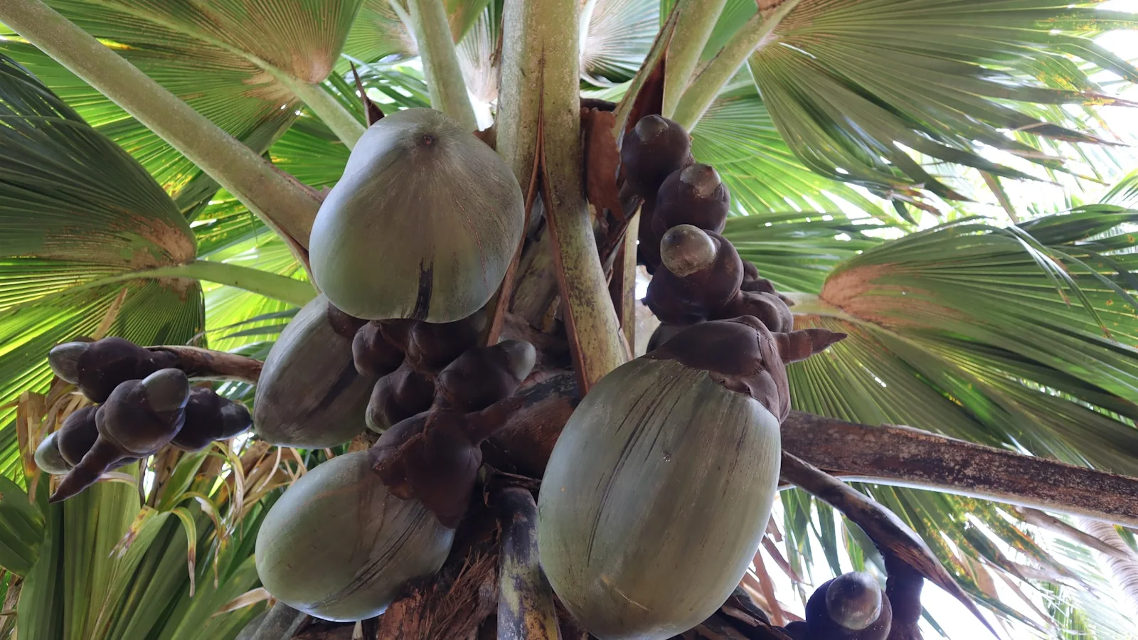 Jours 5 et 6 : Praslin, l'île aux cocotiers de mer