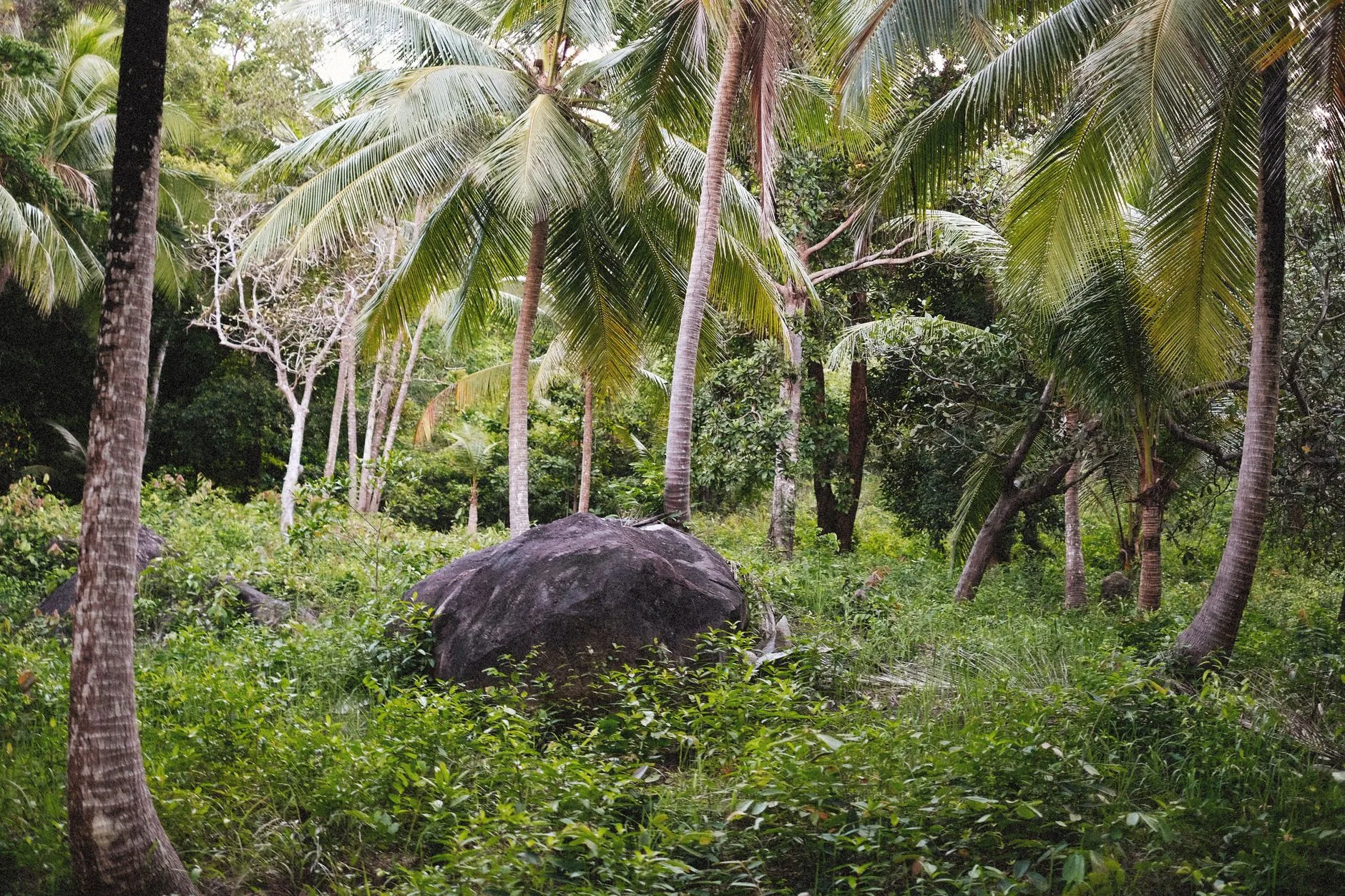 Jour 2 : La Vallée de Mai et Côte d'Or